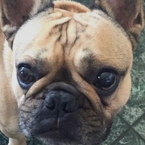 Meet your Posher, Fances